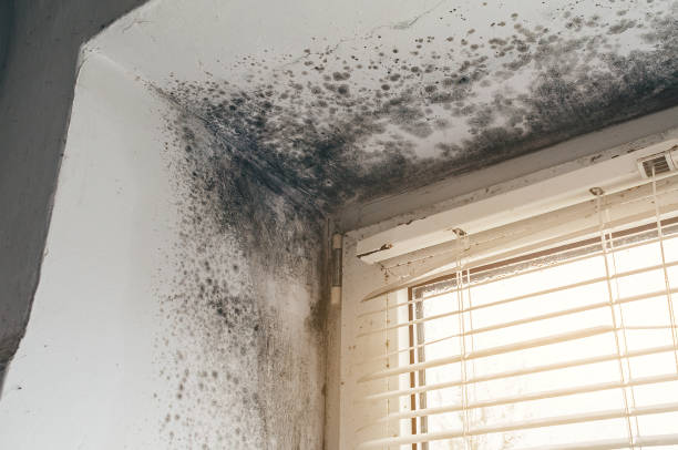 Affordable Mold Remediation solutions in Severna Park, MD