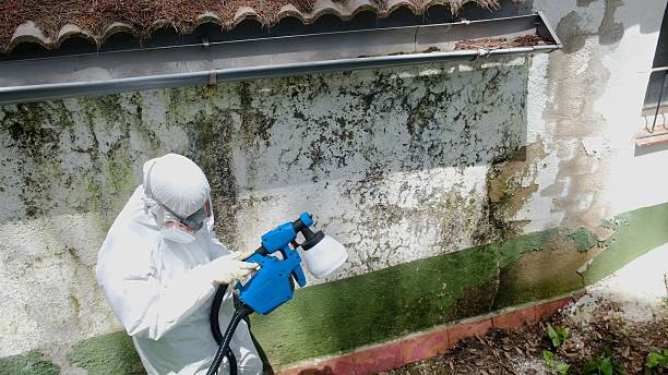 Top rated local Mold Remediation specialists in Severna Park, MD
